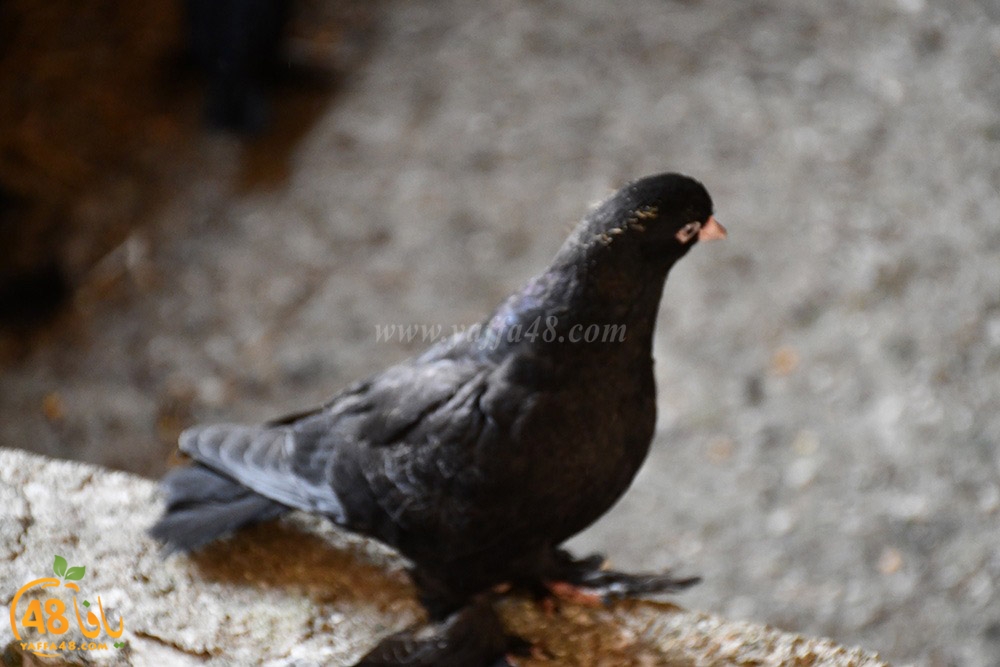 zohdi 3ashoor (22).jpeg